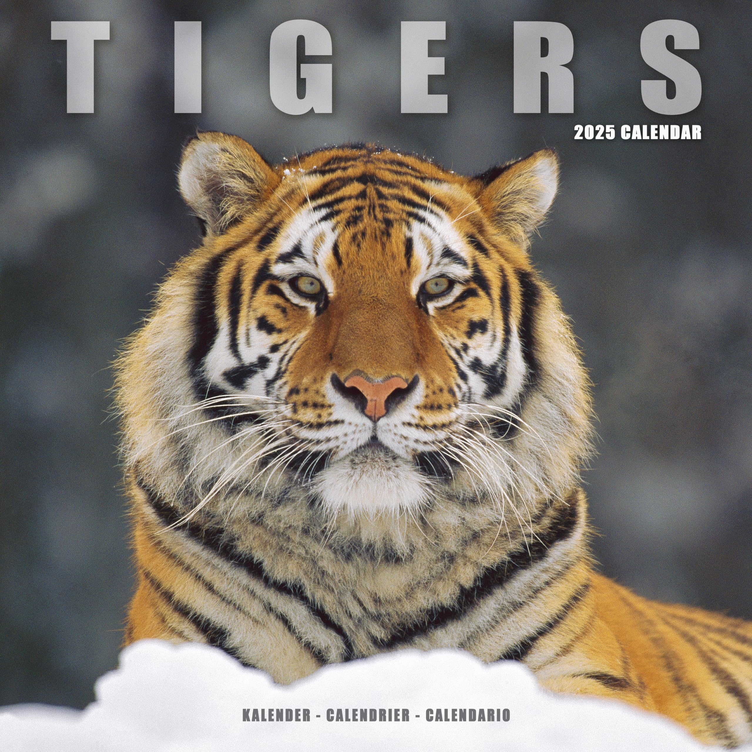 Tigers 2025 Square Wall Calendar | Animal, Wildlife Calendar