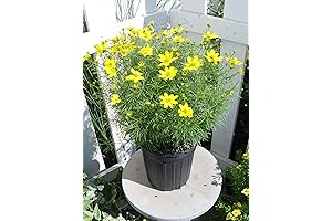 Coreopsis Zagreb Perennial Plant Thriving with Yellow Blooms