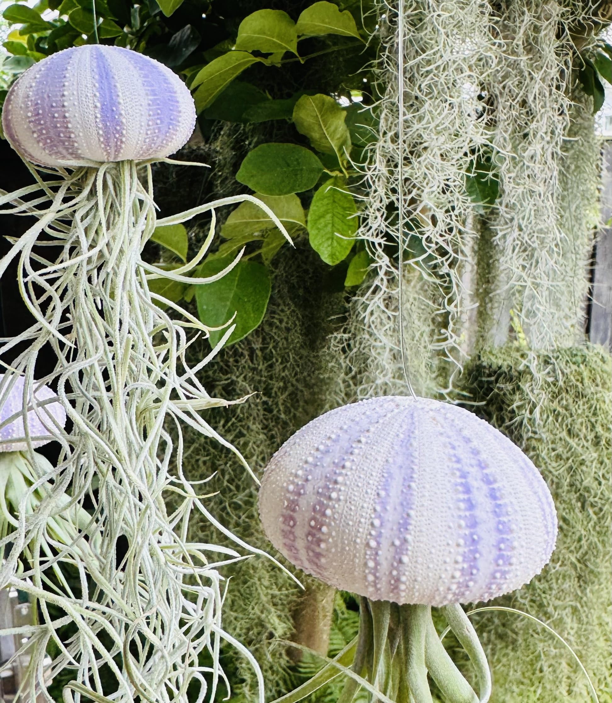 Satz von drei wunderschöne Jelly-Fish mit lila Seeigel und verschiedenen Luftpflanzen