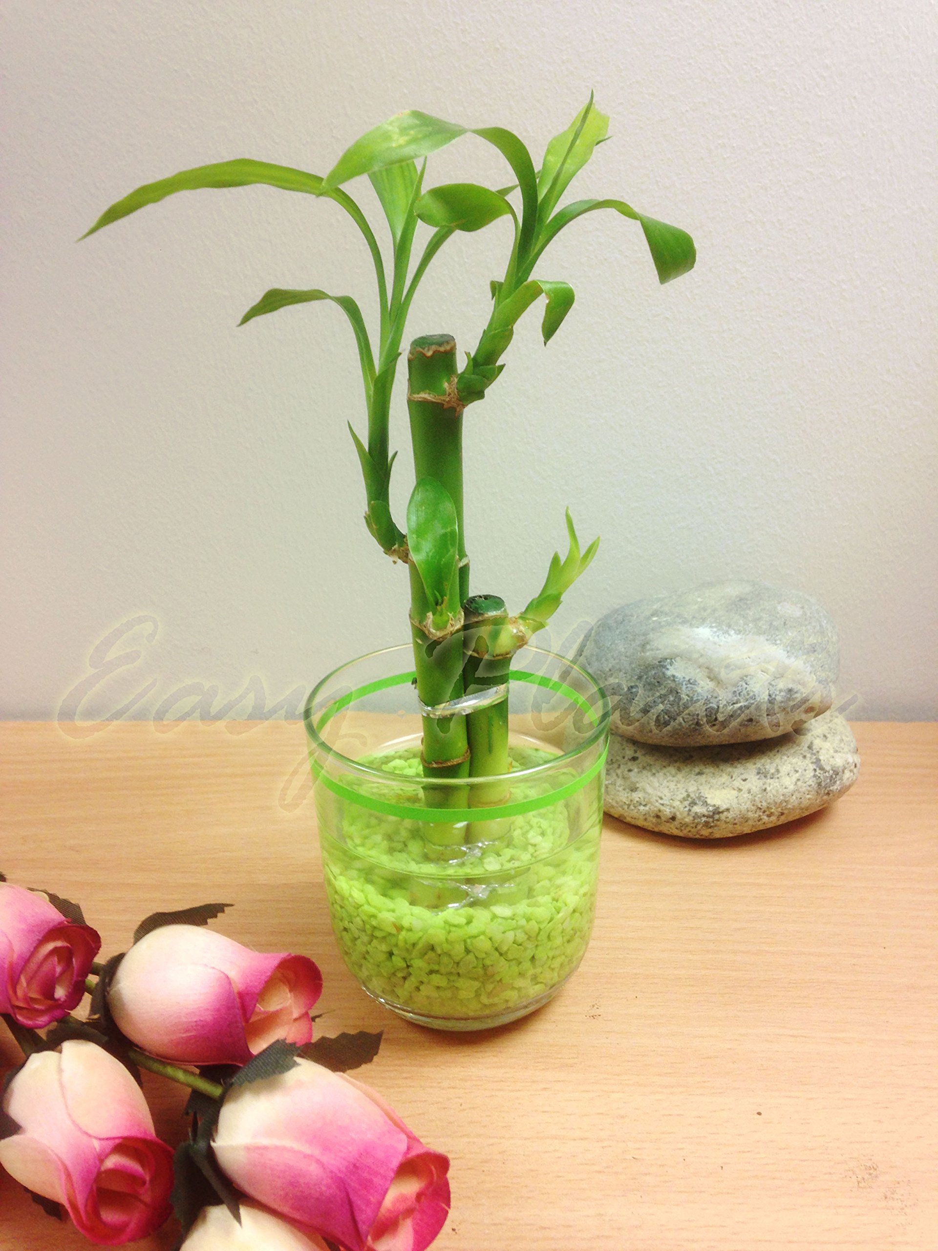 1 Lucky Bambus in Zylinder Glas Vase mit Kies [3 Stiele] - grn :  Amazon.de: Garten