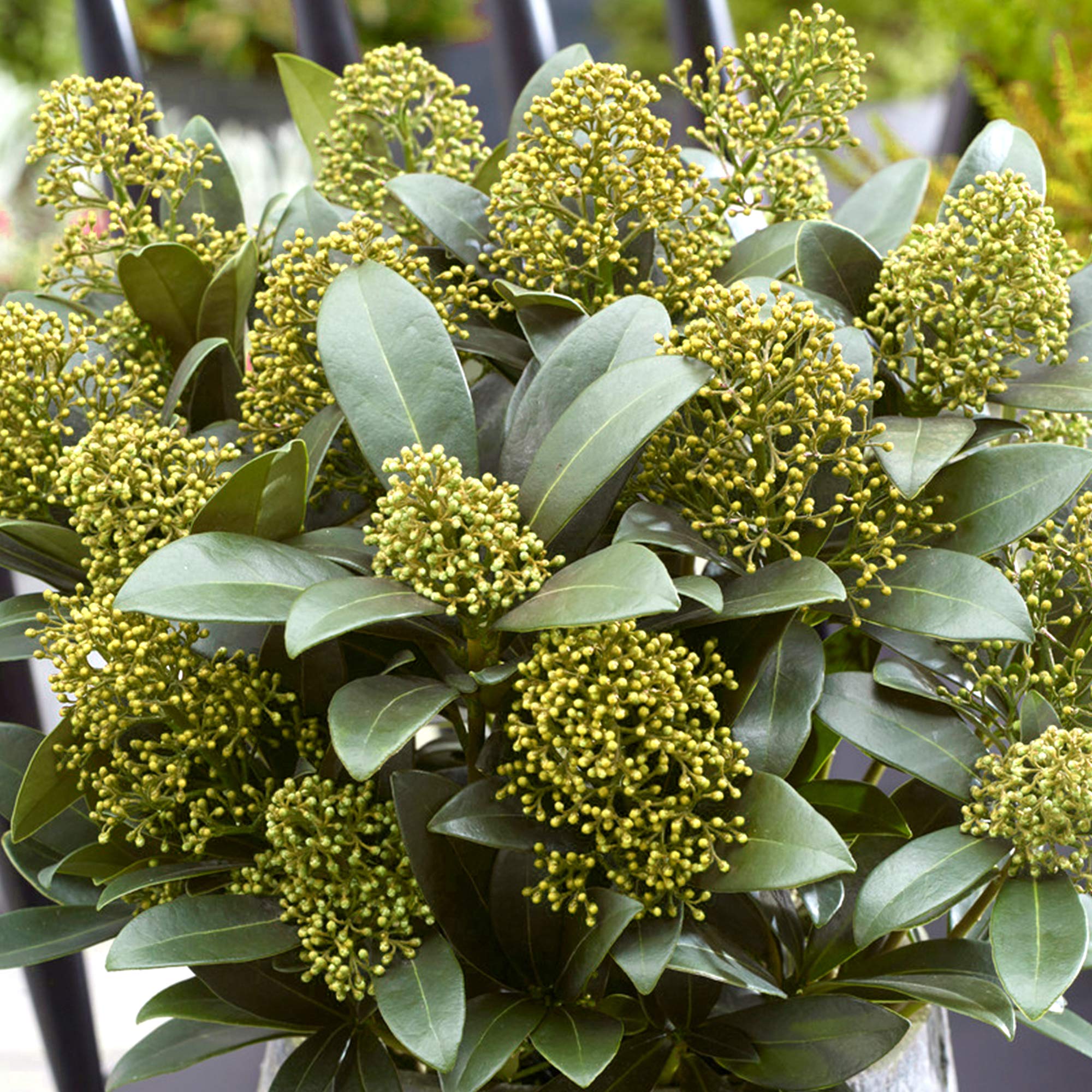 Skimmia Japonica White Globe | Stunning Evergreen Flowering Garden Shrub in Pot