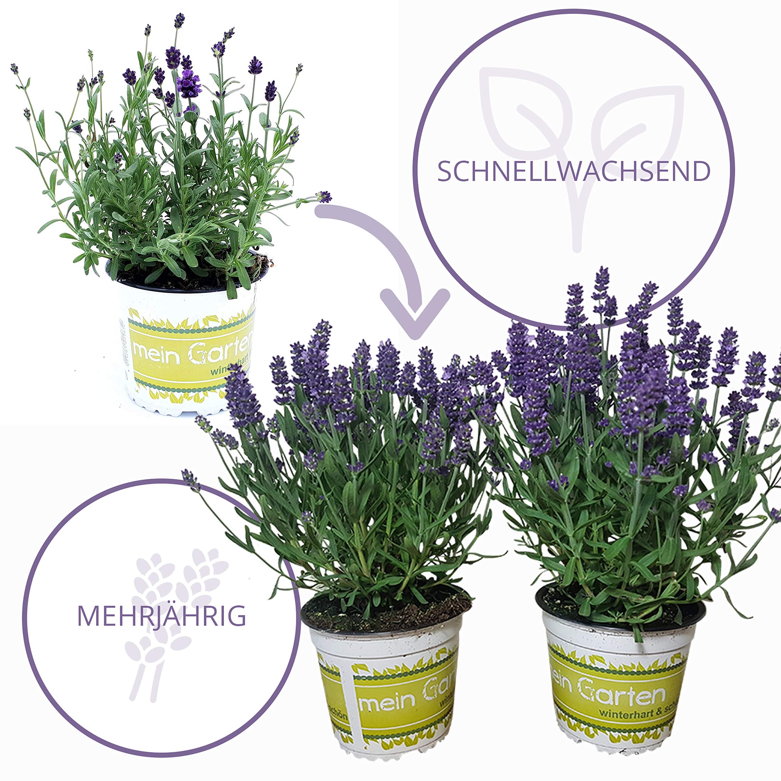 Pack de 10 Lavandas Plantas Naturales en Maceta de 12cm Lavanda