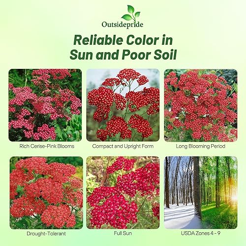 Miniatura 2 de Outsidepride Cerise Queen Yarrow Seeds  10000 unidades. Semillas de flores perennes, versátiles, formadoras de grumos y tolerantes a la sequía para