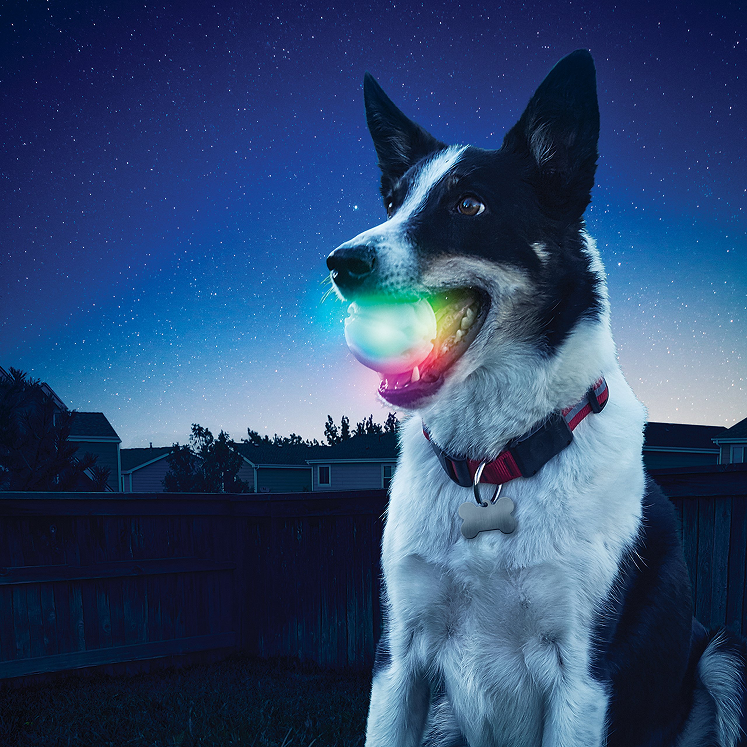 usb light up dog ball