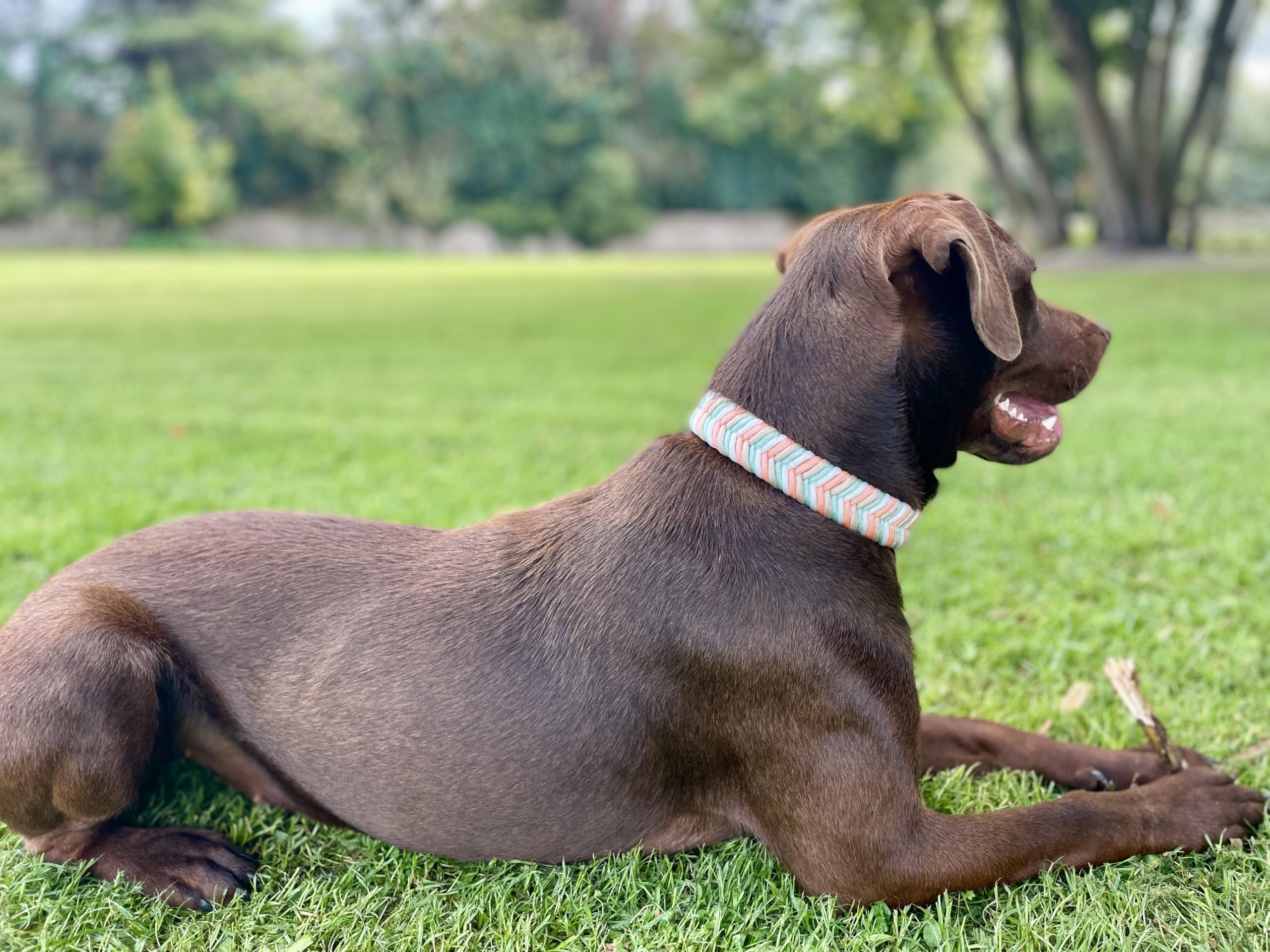 Collar Perro Pequeño, Collar para Perros de Biothane y Paracord con Acero Inoxidable, Pulsera a Juego, Hecho a Mano en España, Impermeable Ajustable y Duradero (Ama, S)