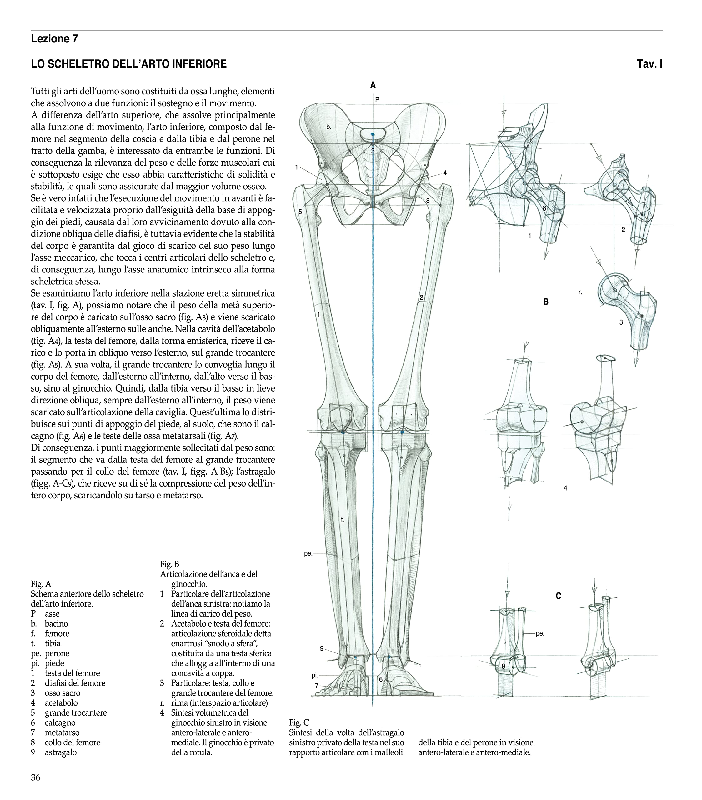 Struttura uomo. Manuale di anatomia artistica