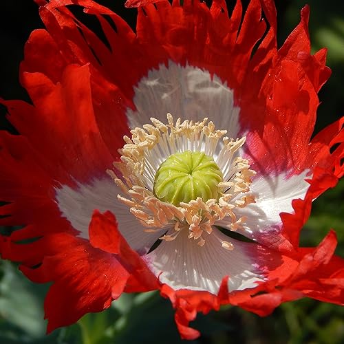 Miniatura 10 de Outsidepride Papaver Somniferum Poppy - Flores de jardín con bandera danesa - 10000 semillas