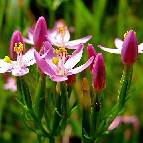 Centaury (Centaurium erythraea) - Cultiva ahora o almacena para futuras plantaciones - Cápsula de 100 semillas