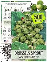 Seed Needs Long Island Improved Brussels Sprouts Seeds - 500 Heirloom Non-GMO Untreated for Fall Garden Harvest
