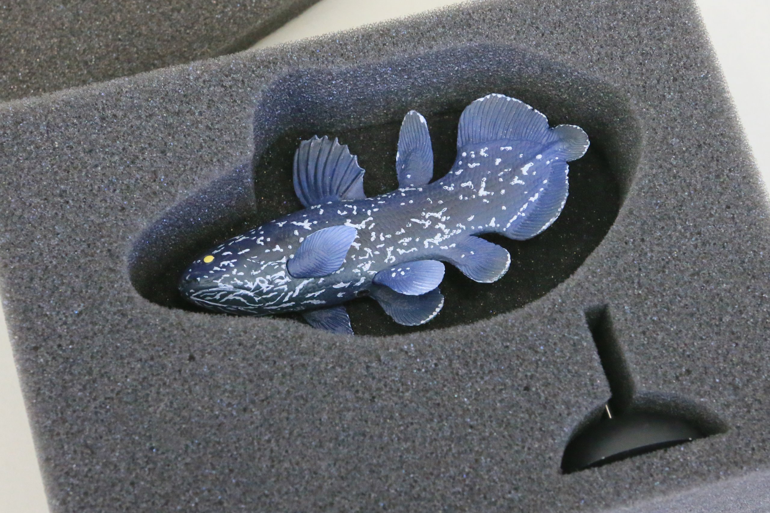Amazon | 海洋堂 アクアテイルズ シーラカンス (幼魚) 約100mm ポリ 