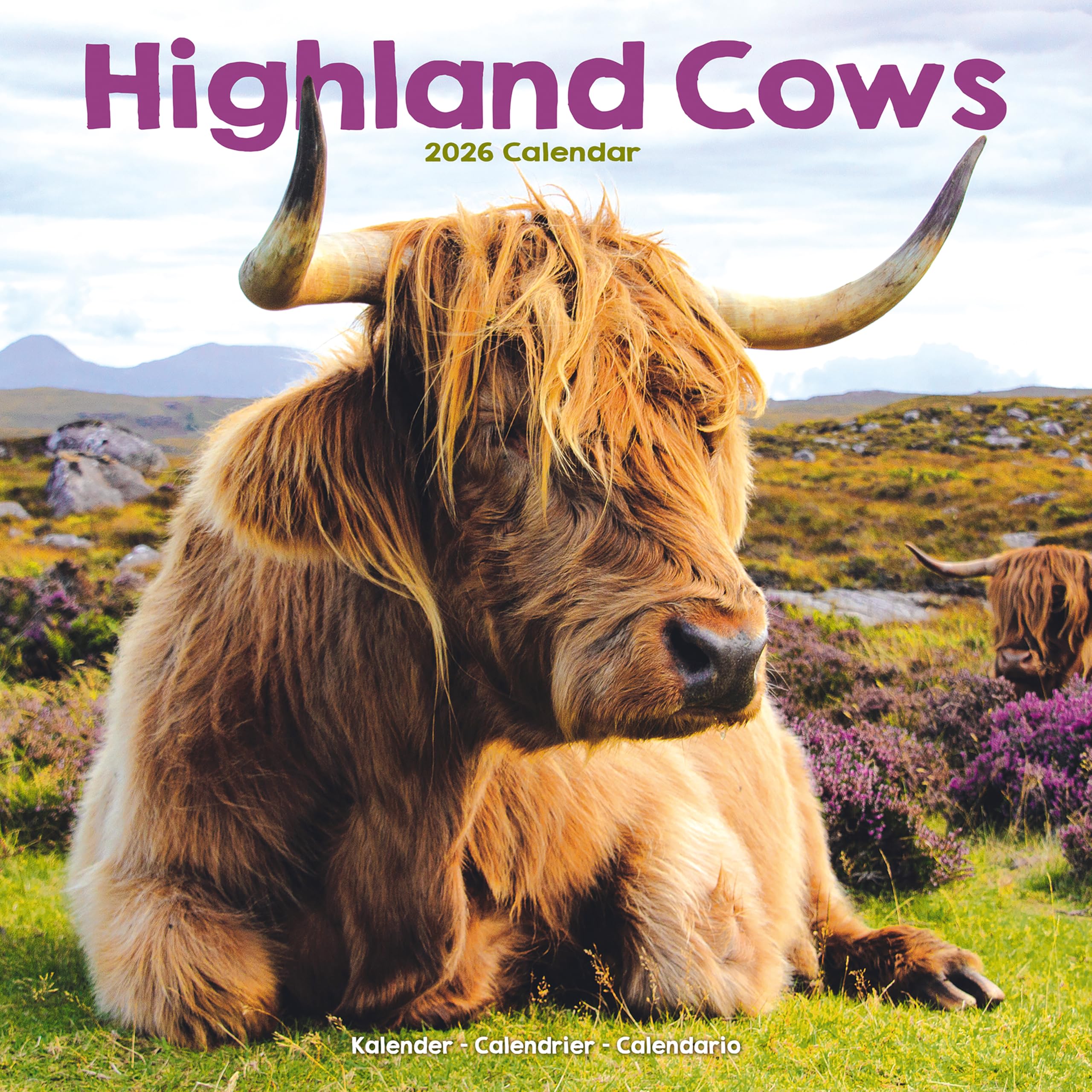 Highland Cows 2026 Calendar Gift Farm Wall 20% OFF MULTI ORDERS