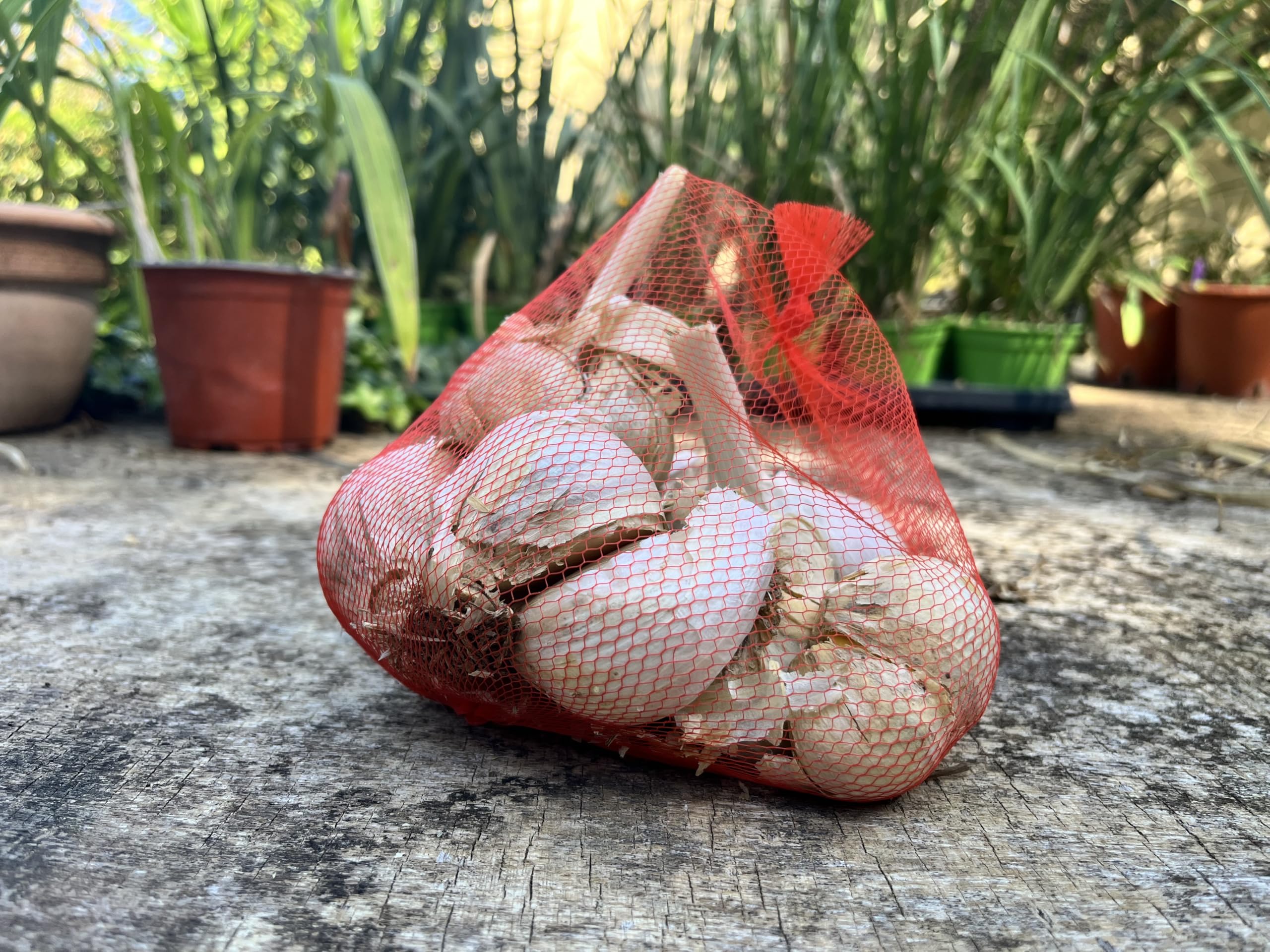 AGLIONE della Val di Chiana 500 grammi – Il vero “Aglio dei Gourmet”