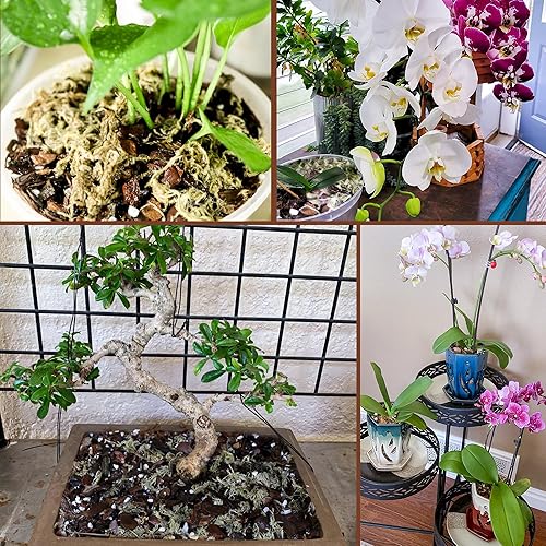 Miniatura 5 de Mezcla para macetas de corteza de orquídea, 3 cuartos de galón, mezcla de corteza de pino, perlita orgánica, musgo esfagnum y arcilla de leca