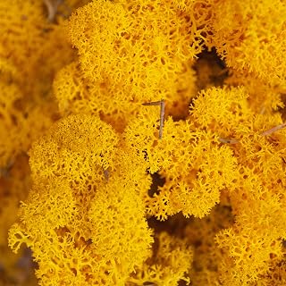 Moss – renos noruegos – natural conservado seco – 20 colores – elegir peso 400 grams Amarillo - Musgo