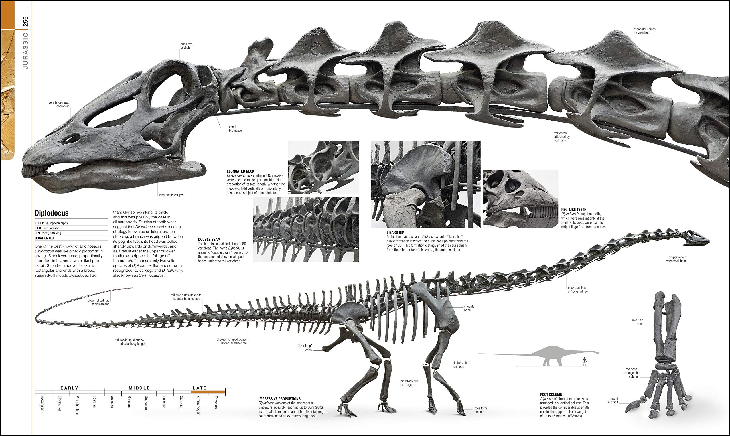 Dinosaurs and Prehistoric Life: The Definitive Visual Guide to Prehistoric Animals