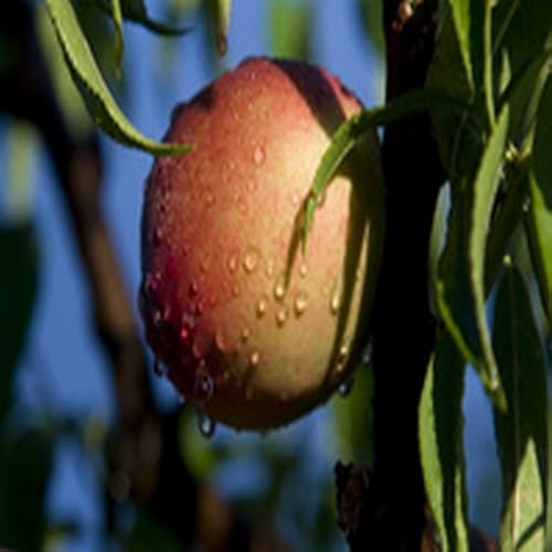 Ham and Broccoli Pizza Pockets - //medicalbooks.filipinodoctors.org