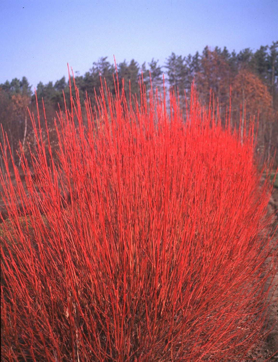 American Beauties Native Plants - Cornus ser. 'Cardinal' (Red Twig Dogwood) Shrub, white flowers, #3 - Size Container
