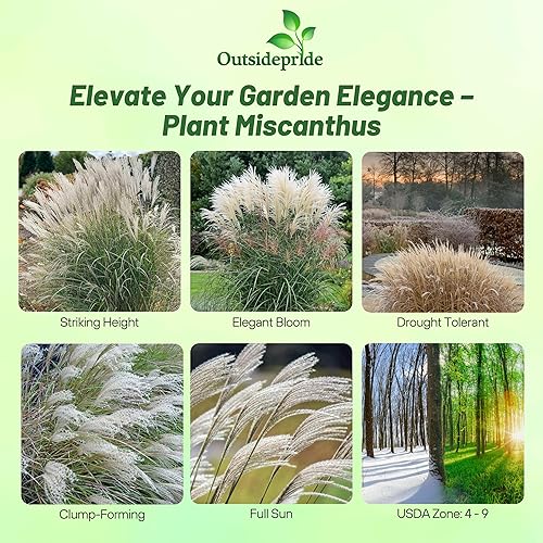 Miniatura 2 de Outsidepride - 500 semillas de la hierba ornamental perenne Miscanthus Sinensis Early Hybrids Chinese Silver Grass para sembrar