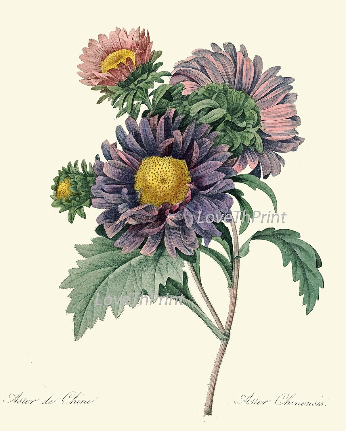 LoveThePrint Purple Violet Flower Botanical Wall Art Set of 6 Prints Antique Beautiful Garden outdoor nature Iris Aster Lilac Pansies Home Decor Chart Large Size Choises Interior Design Idea Unframed