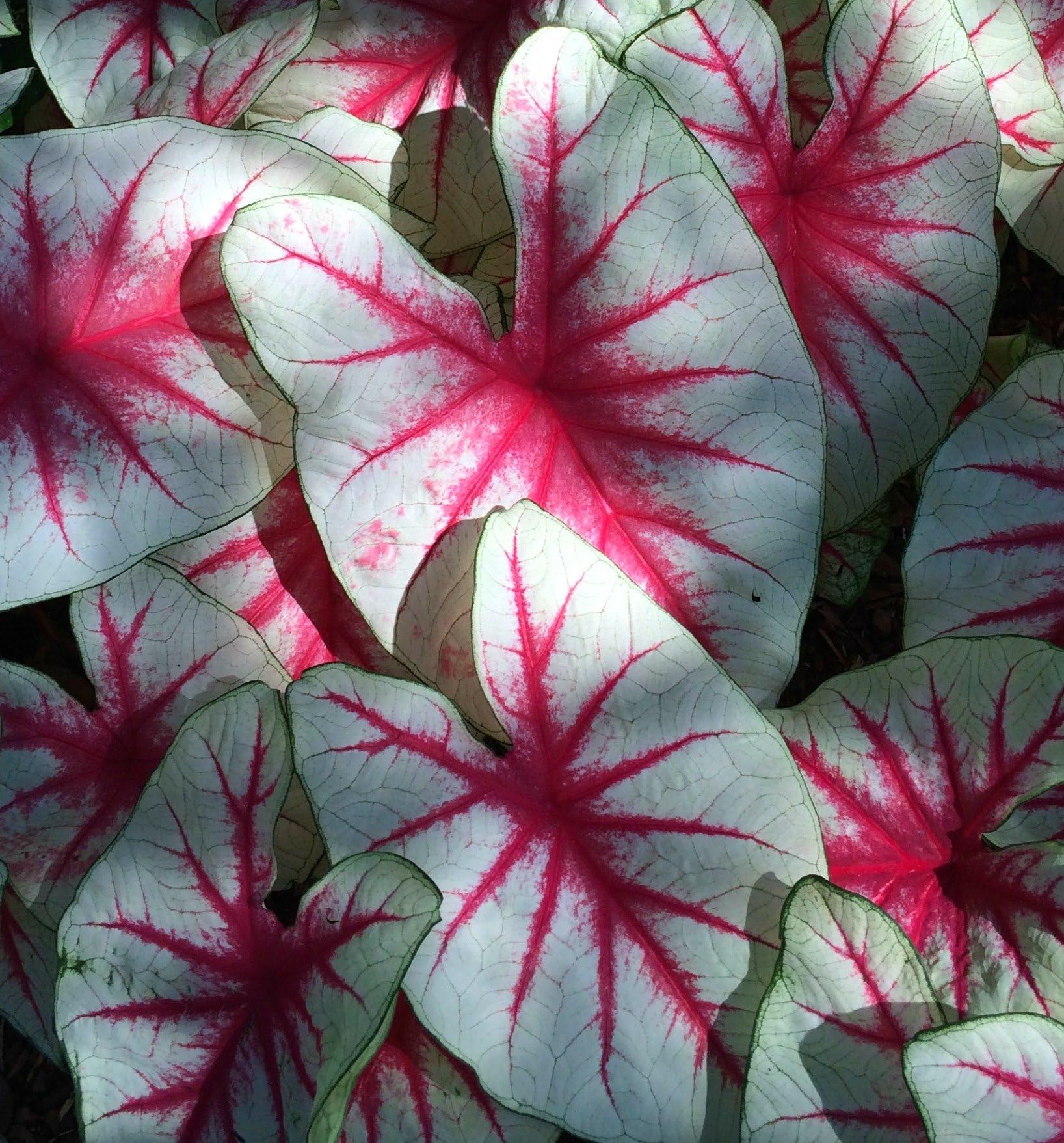 3 Caladium Bulbs ~ "FIESTA" ~ White w/ Dark Red Veins & Fine Green Edges