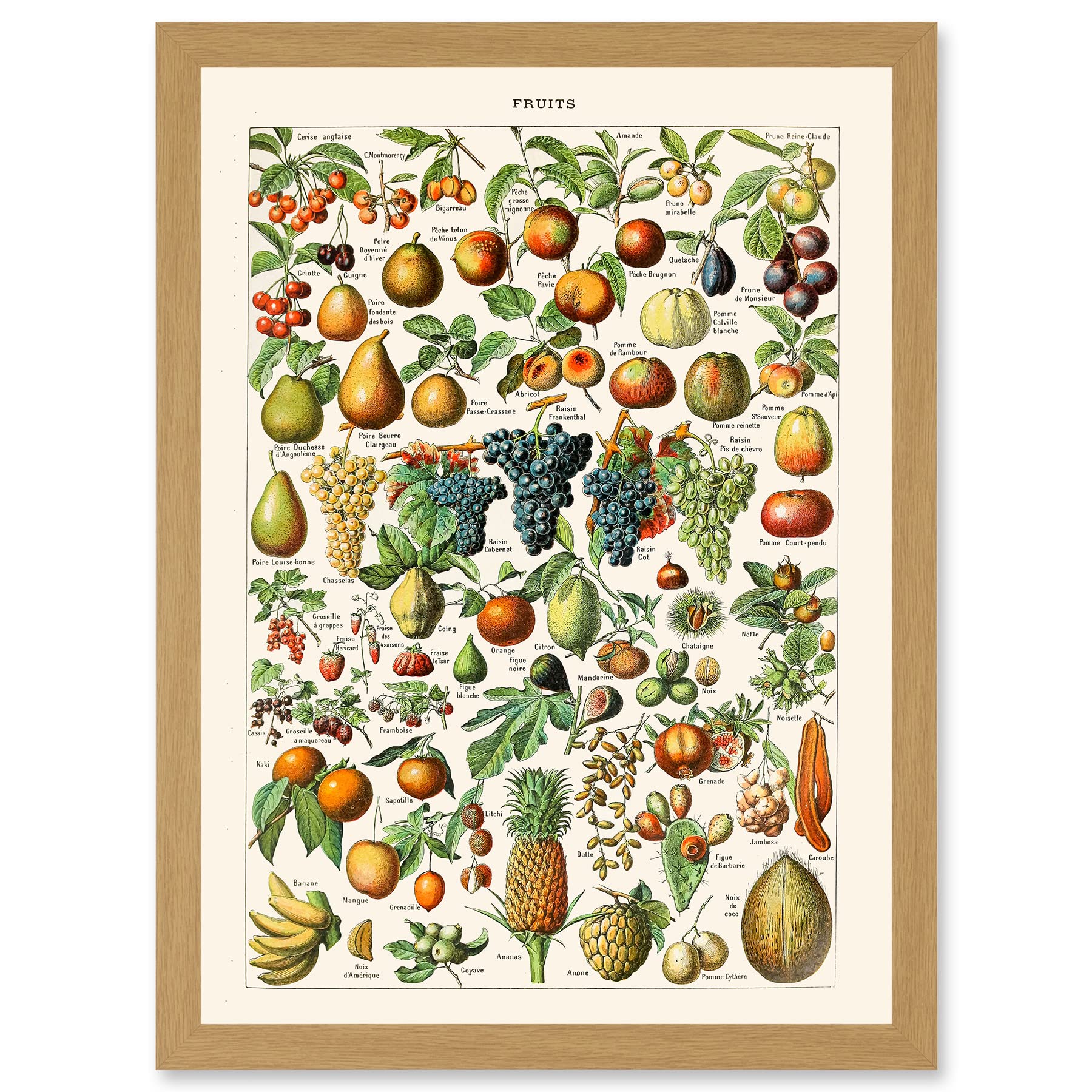 Artery8 Millot Encyclopedia vintage Fruit Grape Pineapple Nature Artwork Framed Wall Art Print A4