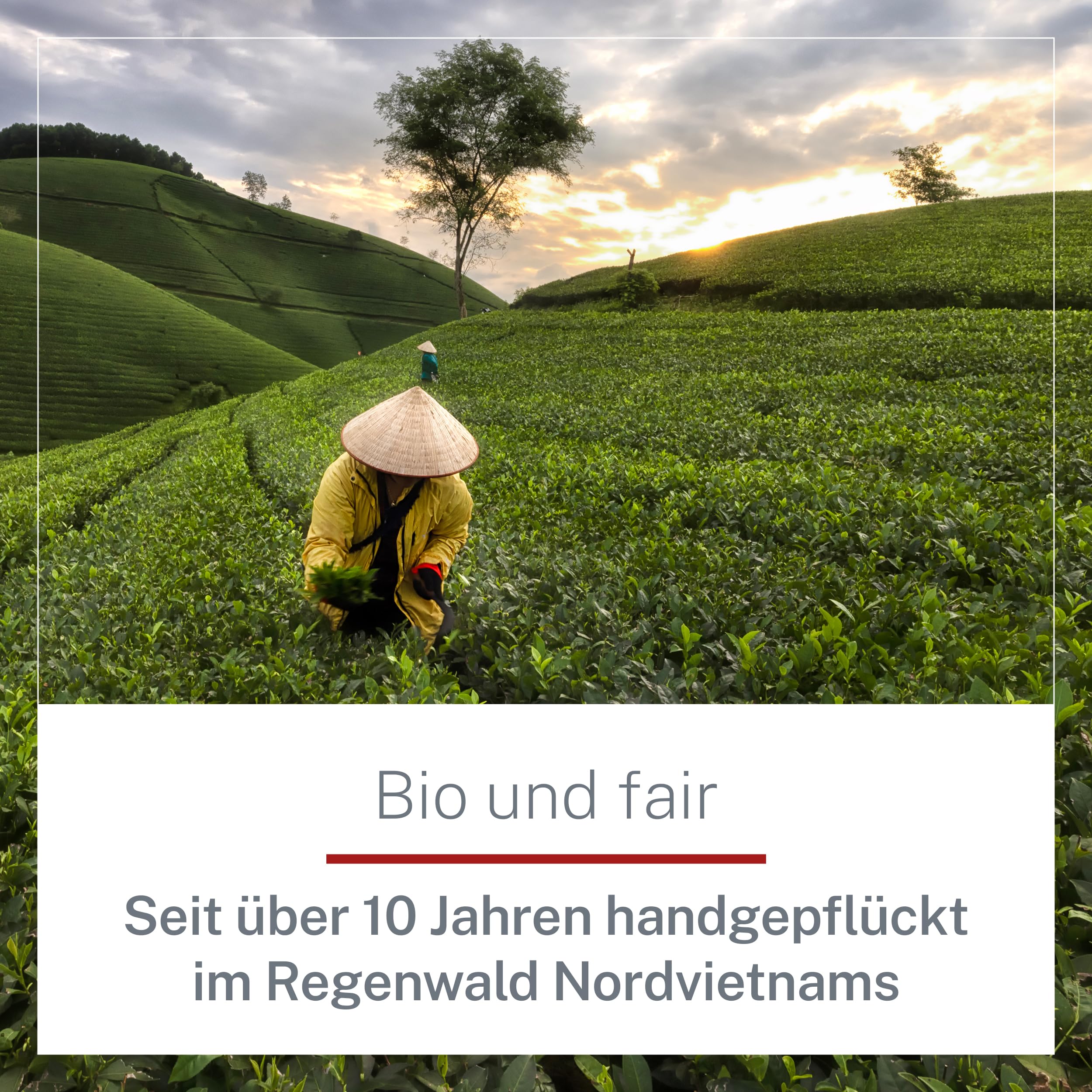 Bio Ostfriesentee Mischung 1kg – Hochwertiger Schwarztee in Bio-Qualität - malzig, schokoladig – Schwarzer Tee lose – Schwarztee für Genießer und anspruchsvolle Teetrinker – MyCupOfTea (Packung mit 2)