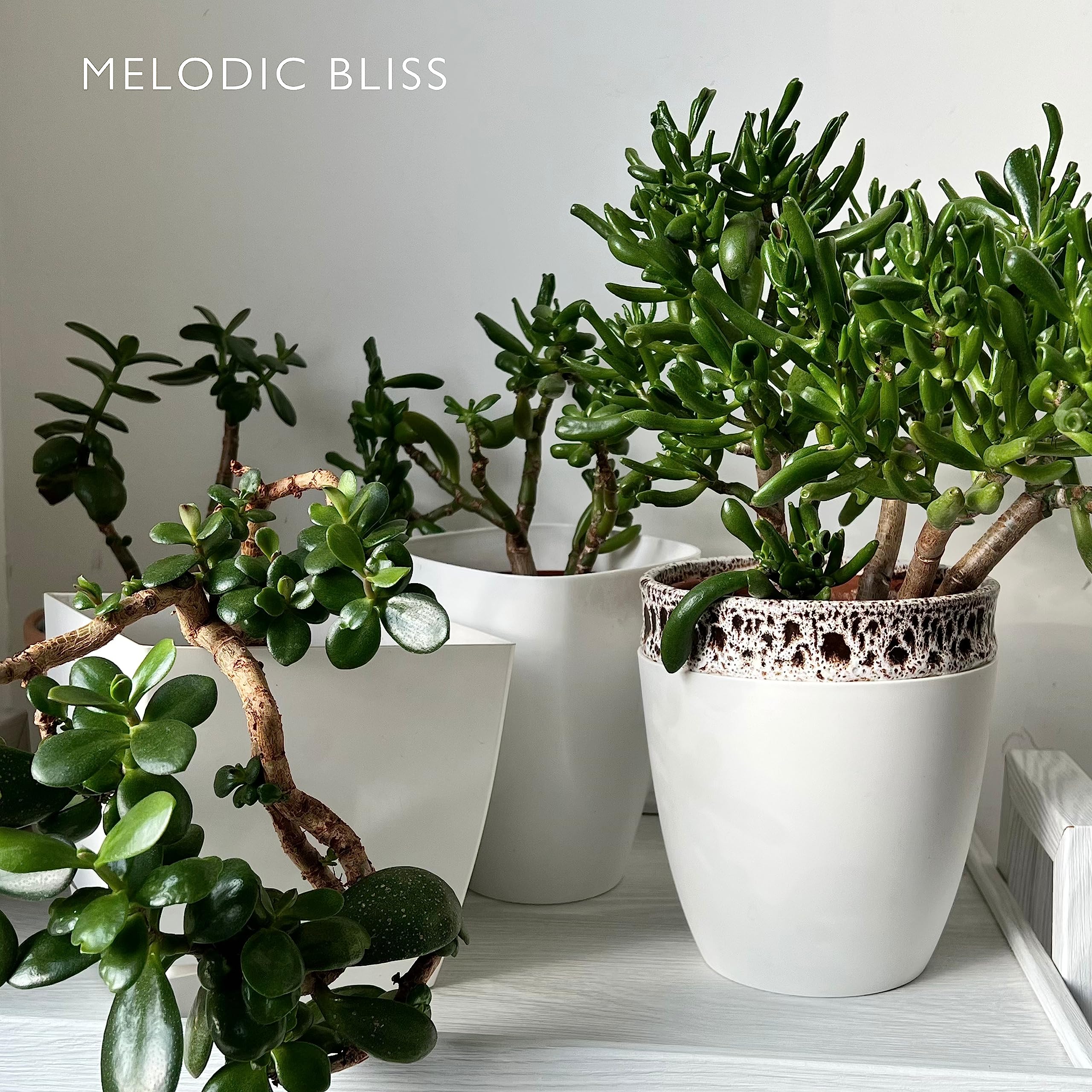 Plant House & Garden