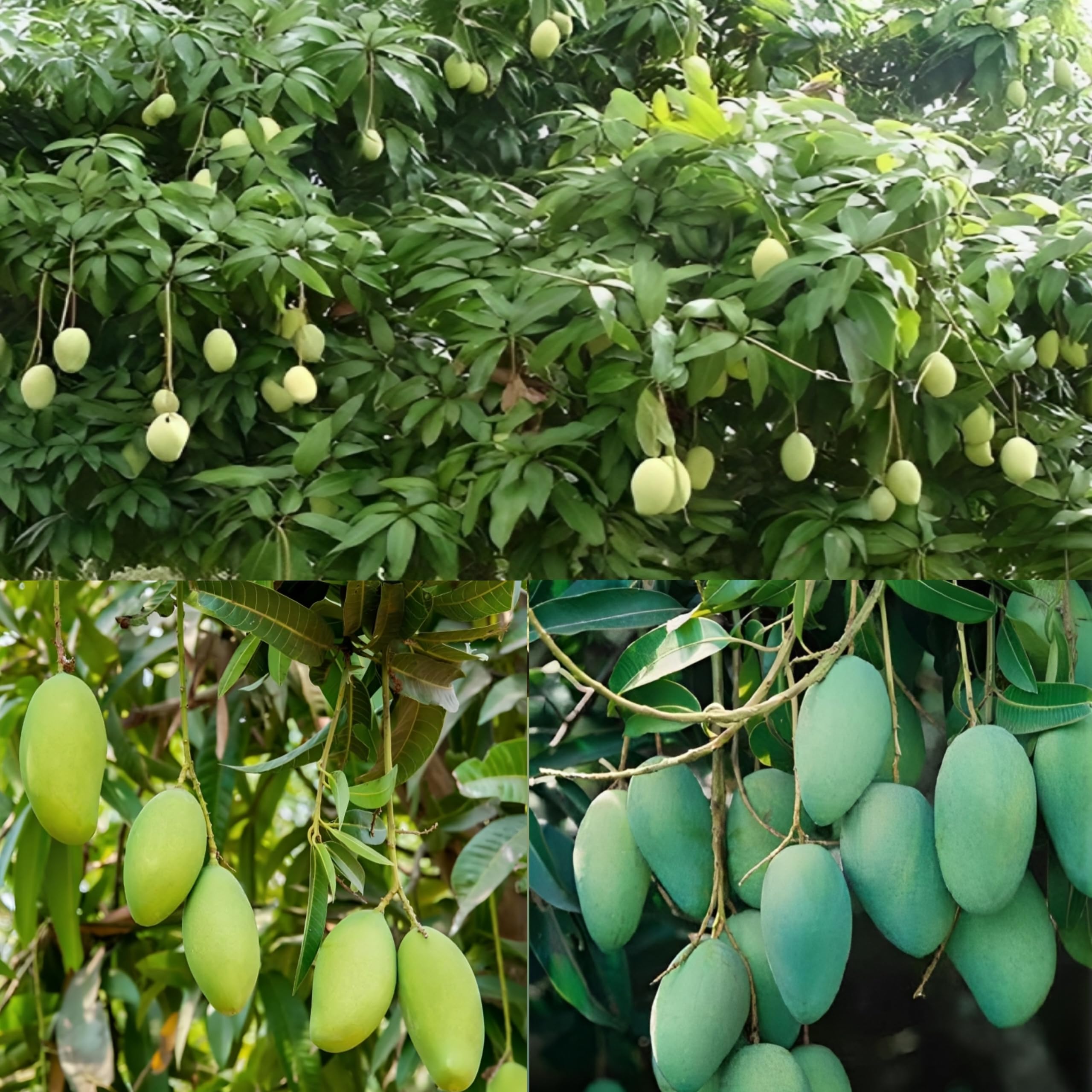 Pyanabi Combo 2 "Rajapuri Mango Tree + Langra Mango Plant Height 2-3 Feet Mango Plant Hybrid "King Of Fruits"2 Grafted Healthy Live Plant For Home Garden (B0CG7B1Z4D) Amazon Price History, Amazon Price Tracker