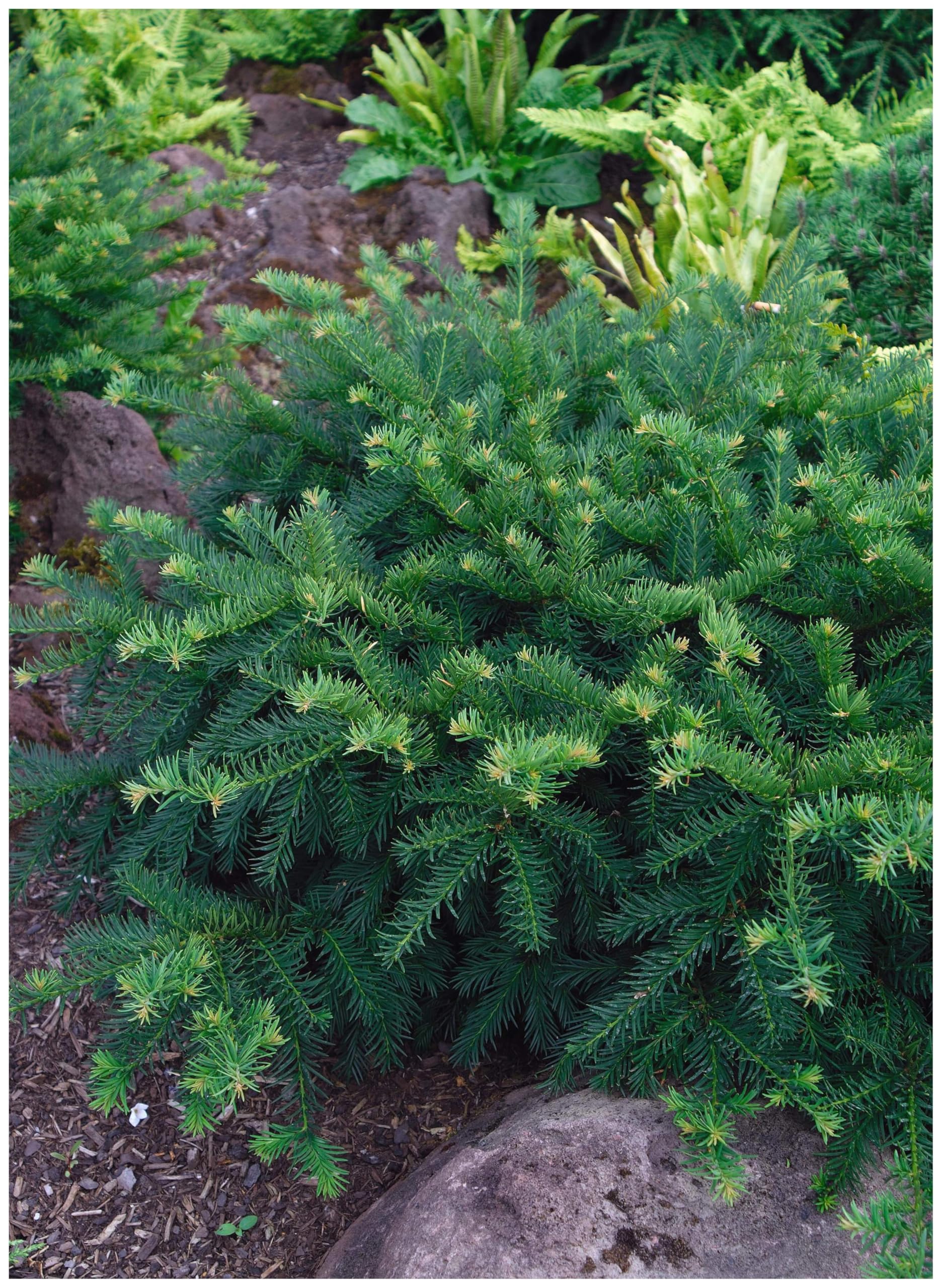 Stauden Gänge 10 x Taxus baccata 'Repandens' Bodendeckereibe winterhart