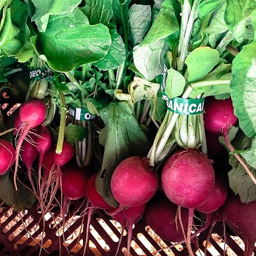 Miniatura 7 de Pink Beauty - Semillas de rábano  Paquete de 125, semillas de verduras orgánicas certificadas, sin OMG, polinizadas abiertas y sin tratar, para