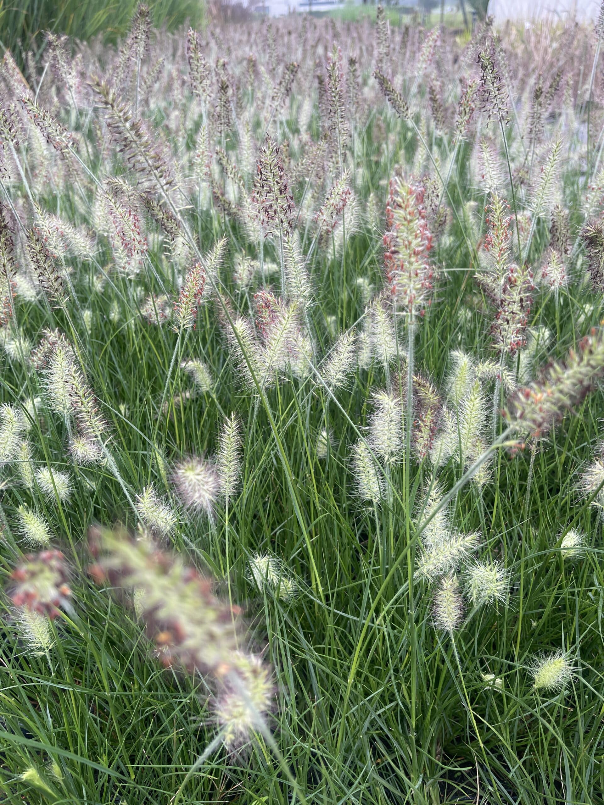 6 x Pennisetum alopecuroides ‘Little Bunny’ – Penniseto - vaso 9x9 cm