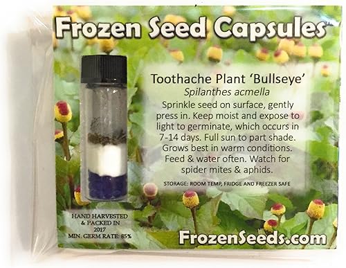 Miniatura 2 de Bulls Eye Toothache Plant Seeds (Spilanthes acmella) Cápsula de semillas congeladas de 40 semillas, planta semillas ahora + almacenamiento de