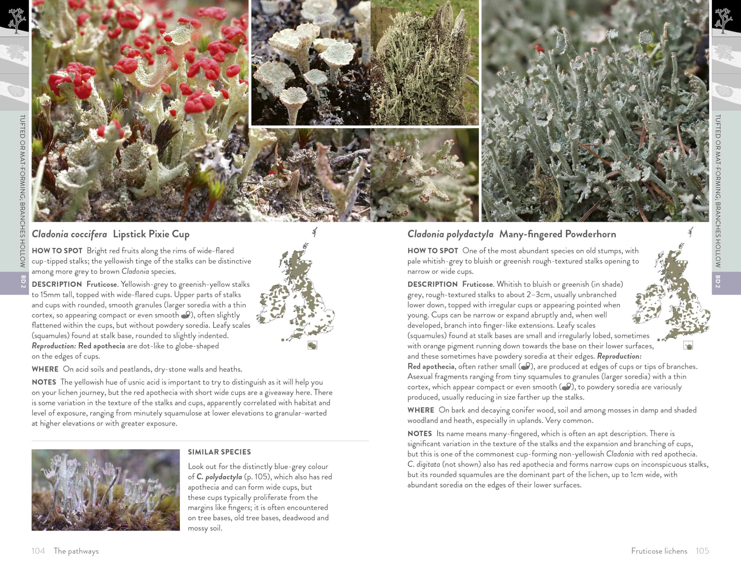 Lichens of Britain and Ireland: An Introductory Guide