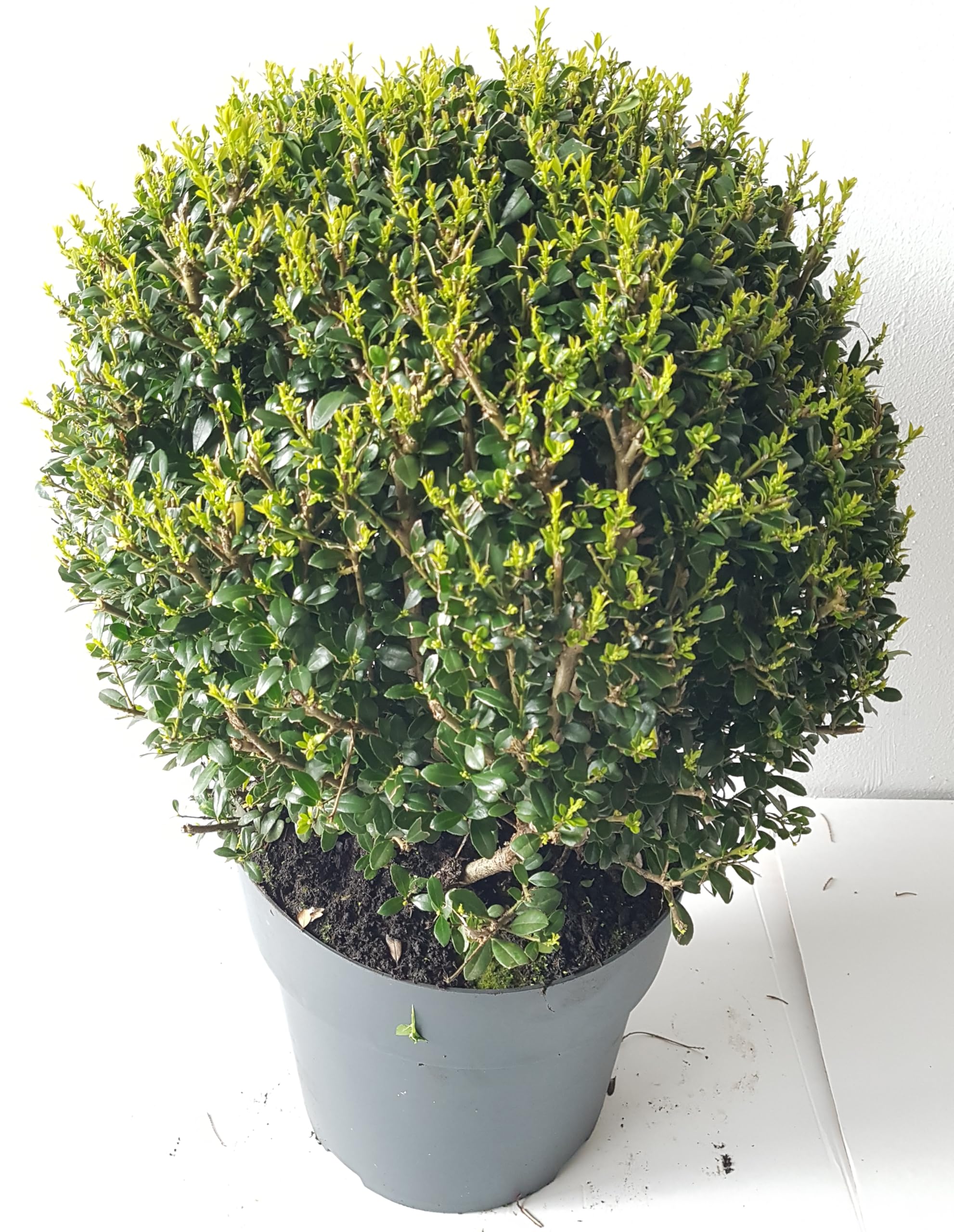 2 Stck Ilex crenata Green Dwarf, Kugel, Durchmesser: 30-35 cm, Alternative  Buchsbaum + Dnger : Amazon.de: Garten