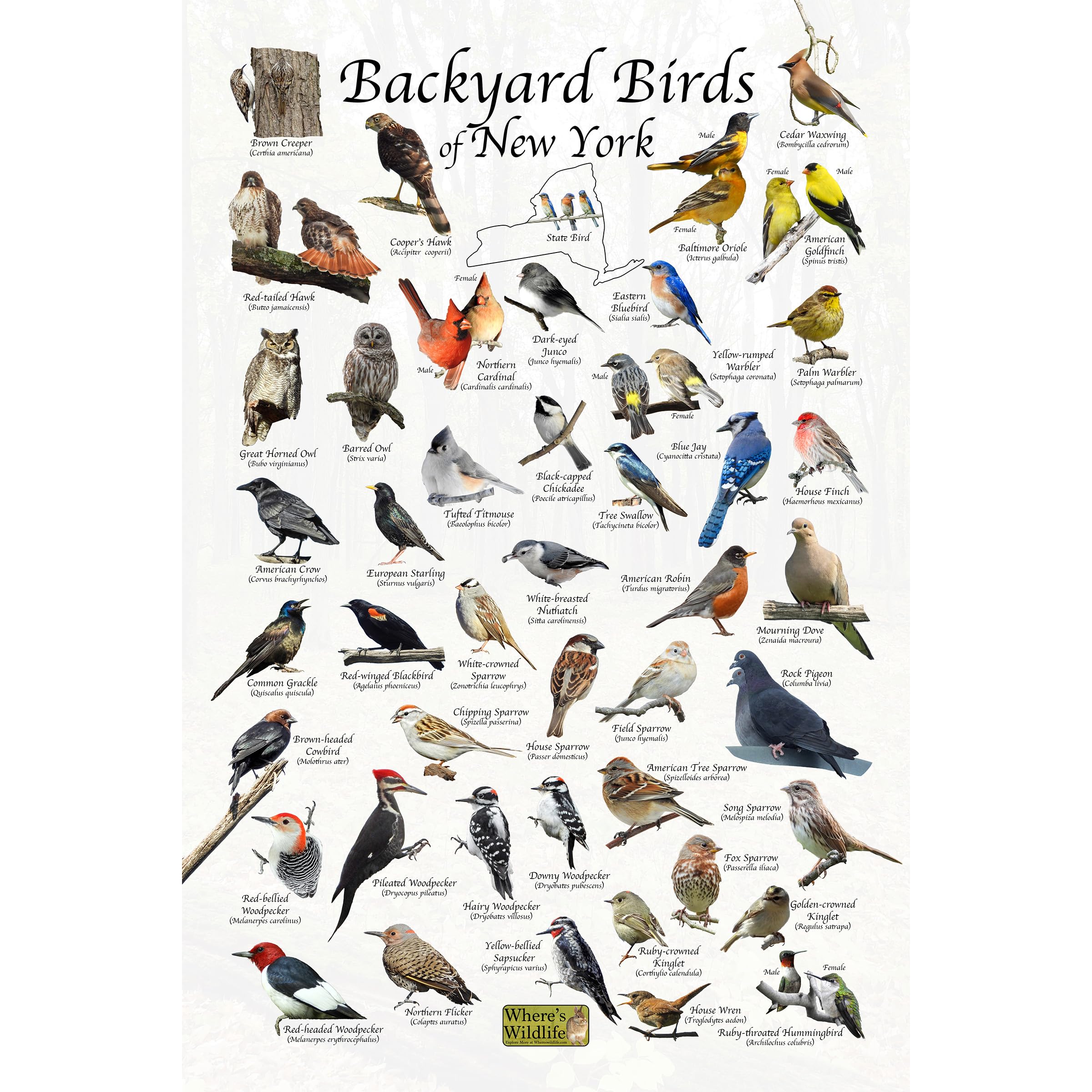 Where's Wildlife Backyard Birds of New York Bird Identification Poster (8" x 12")
