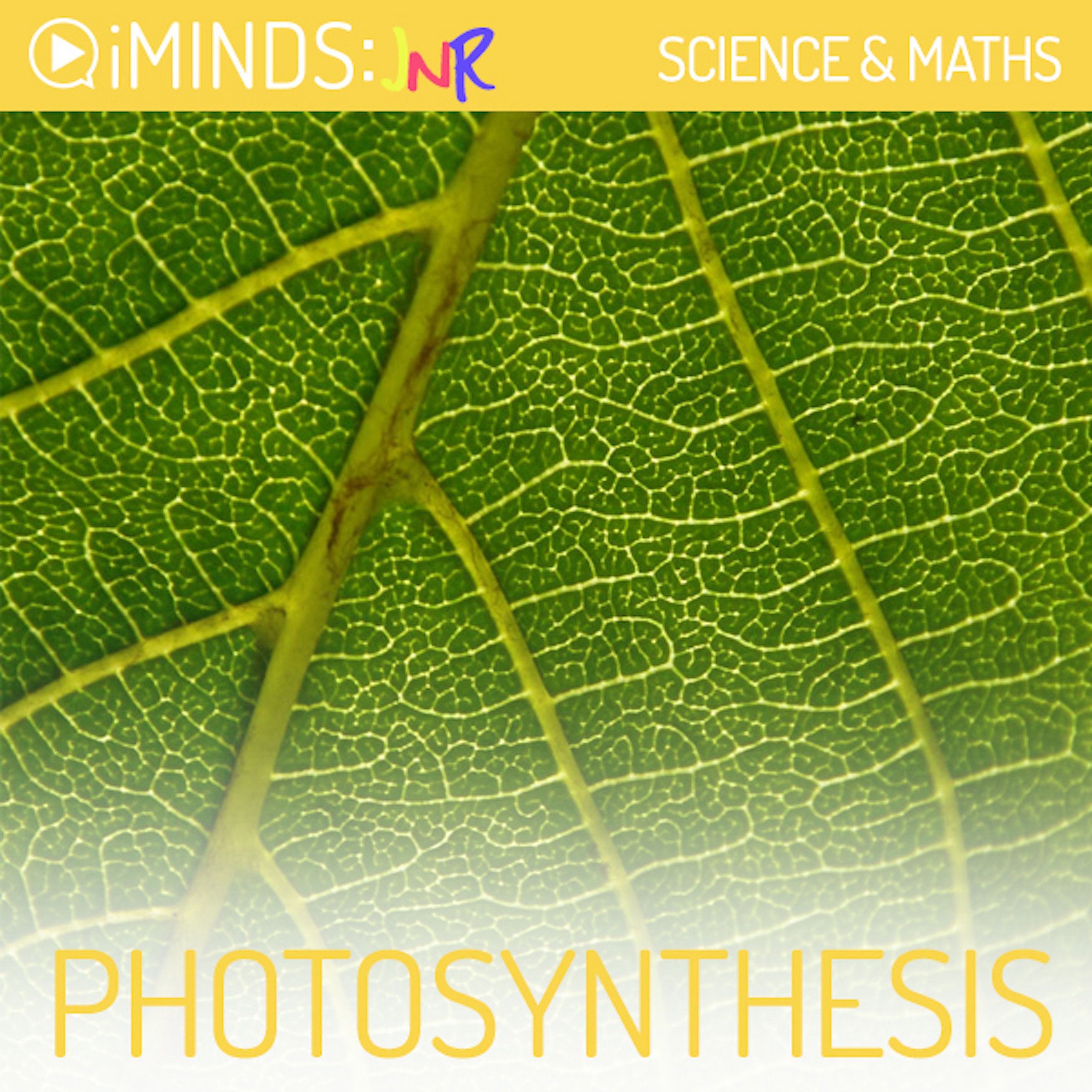 Cover art for Photosynthesis