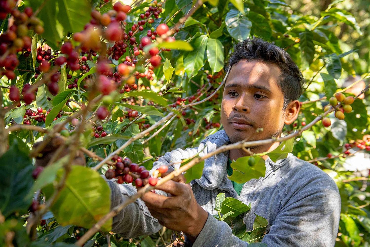 Cafe Monteverde - Light, Medium, Dark Roast - Whole Bean Coffee - Single Origin Costa Rica Arabica Coffee (1 LB) - Set of 3