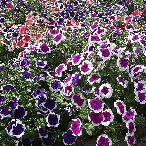Outsidepride Petunia Multiflora Picotee Plantas de interior o contenedor de exterior, cesta o flores en maceta, 500 semillas