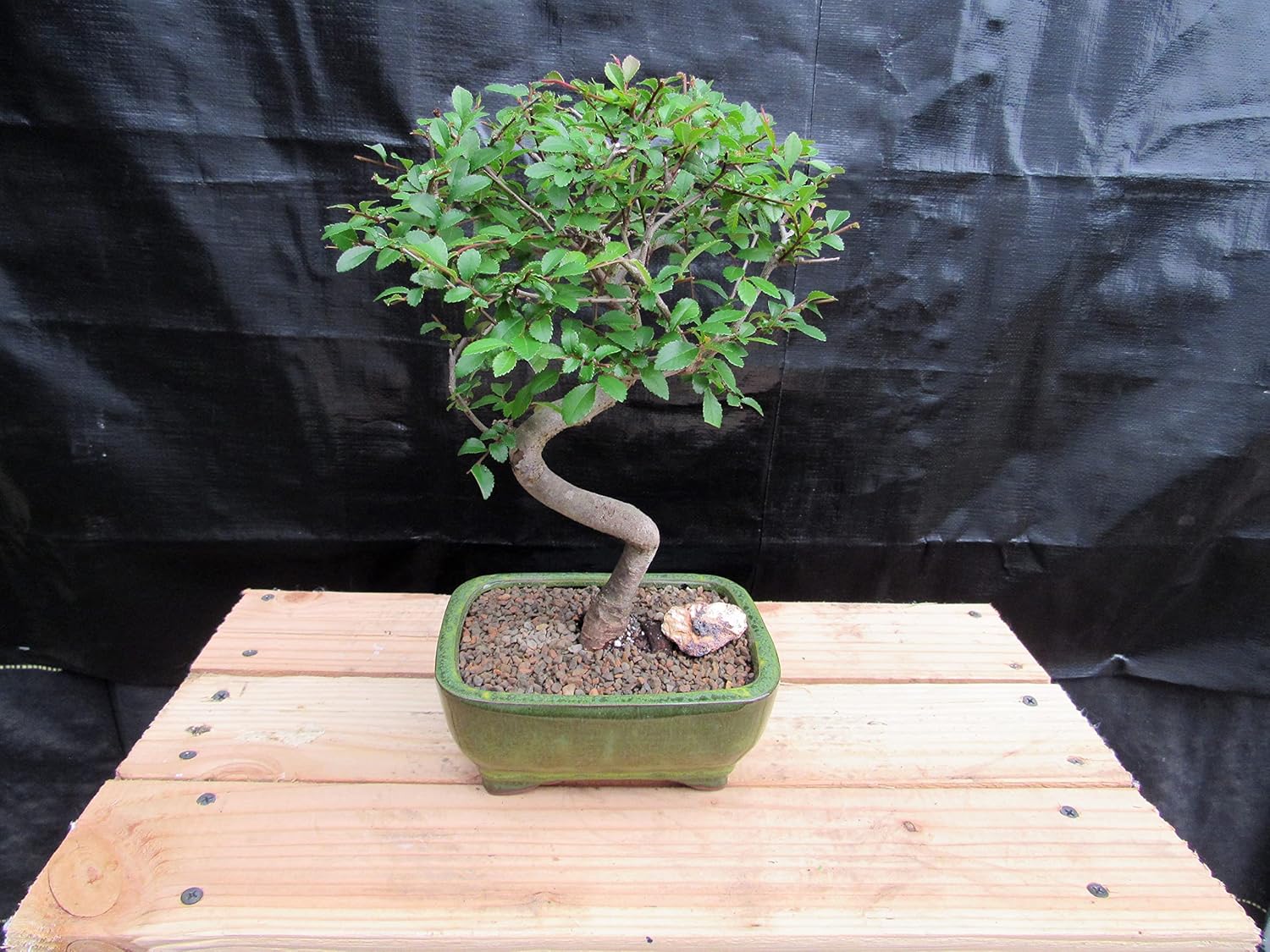Extra Small Curved Trunk Chinese Elm Bonsai Tree (Extra Small)