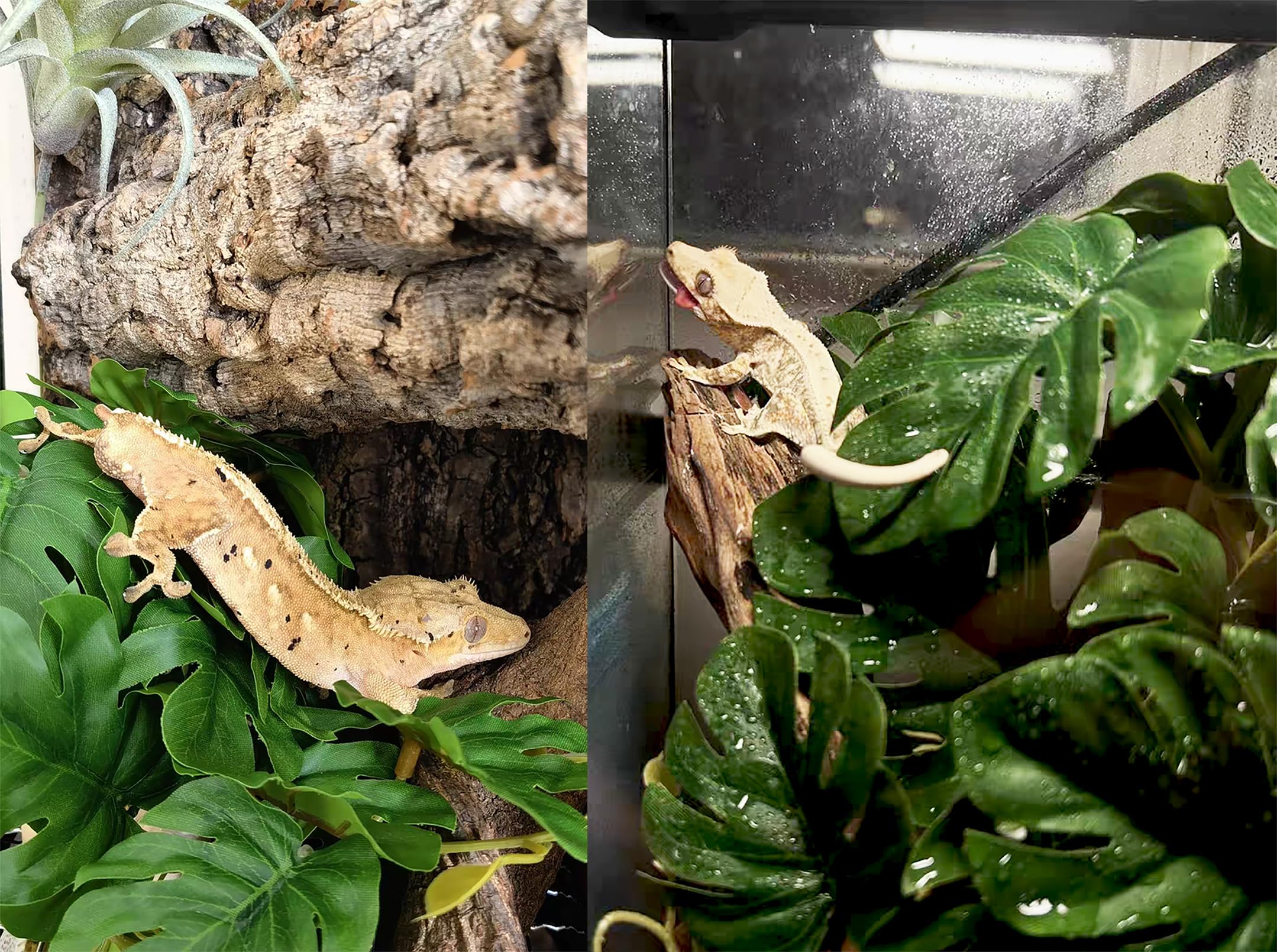 Woyrise Plantas de reptiles para terrario, plantas colgantes artificiales con ventosas, decoración de hábitat de tanque de anfibios, planta de plástico para dragones barbudos, lagartos, serpientes
