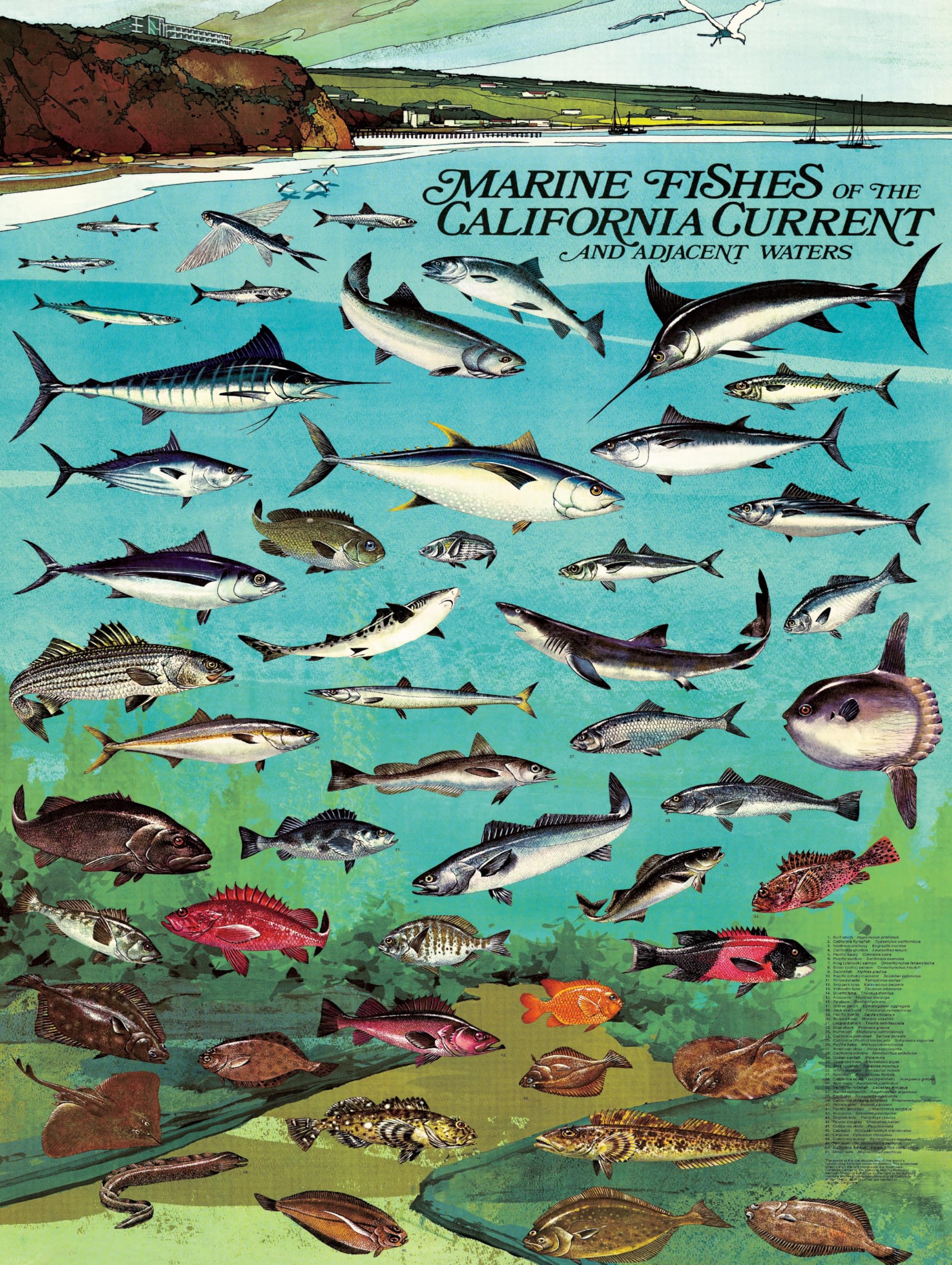 New York Puzzle Company - Vintage Images Poissons du courant californien - Puzzle de 1000 pièces
