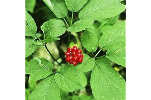 American Ginseng Seeds for Vibrant Gardens