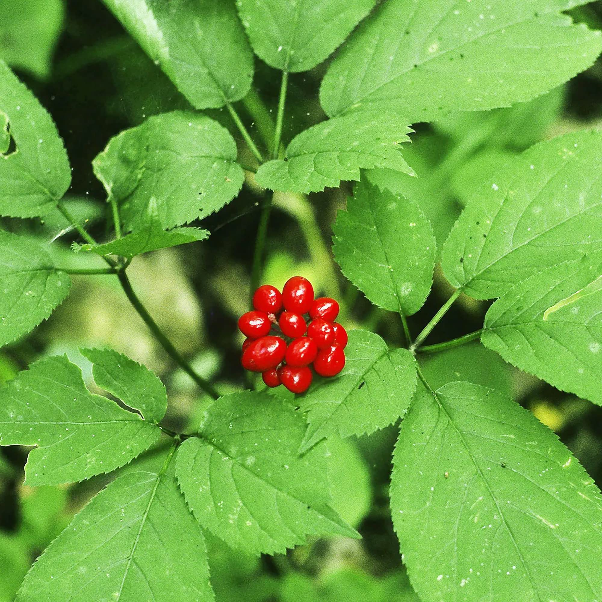 YEGAOL Garden 200Pcs American Ginseng Seeds Panax Quinquefolius Deciduous Perennial Non-GMO Garden Plant