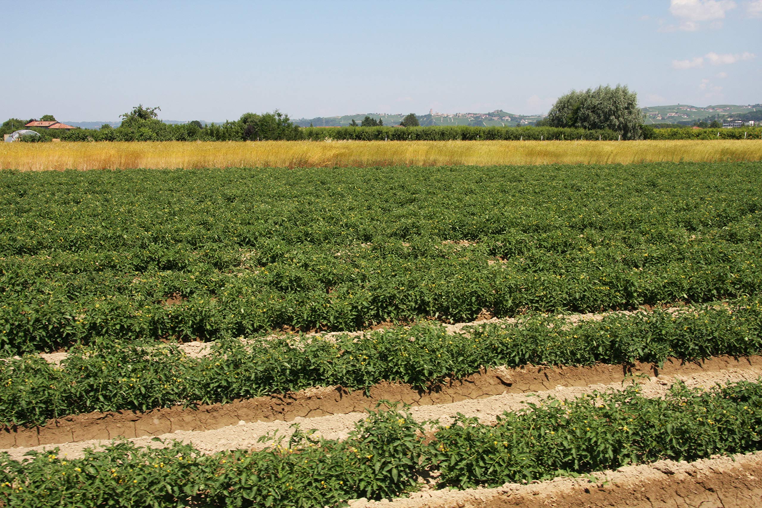 Azienda Agricola Prunotto Mariangela - Pomodori Pelati Biologici g. 550 - 6 vasi da 550 g (6x550g)