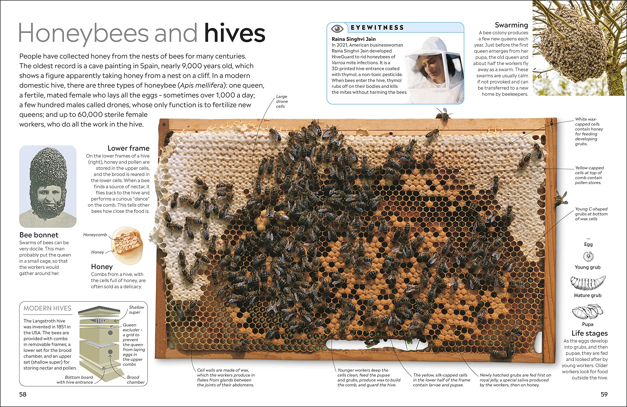 Insect: DK Eyewitness