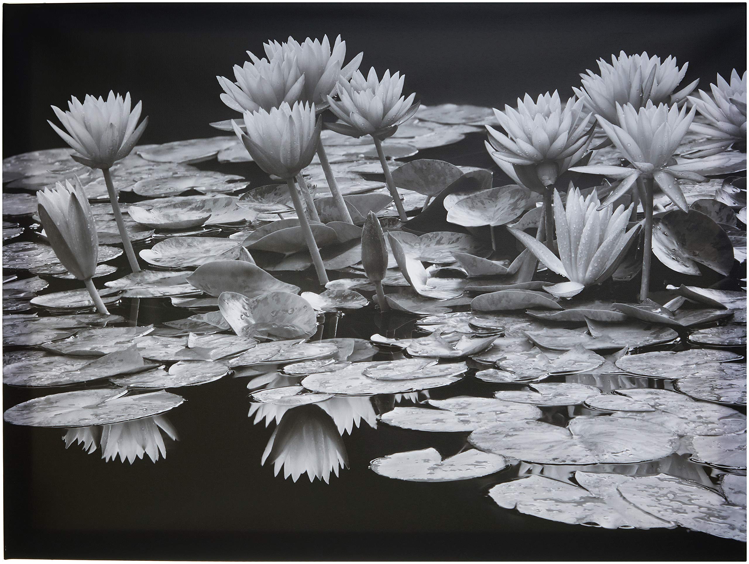 Dennis Frates (POND Abundance 60 x 80cm Canvas