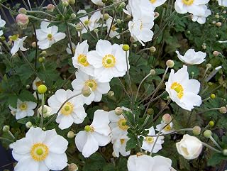 Anemone × hybrida 'Honorine Jobert' : Garden Tested, Hardy Perennial Plant Supplied in a Half Litre Pot