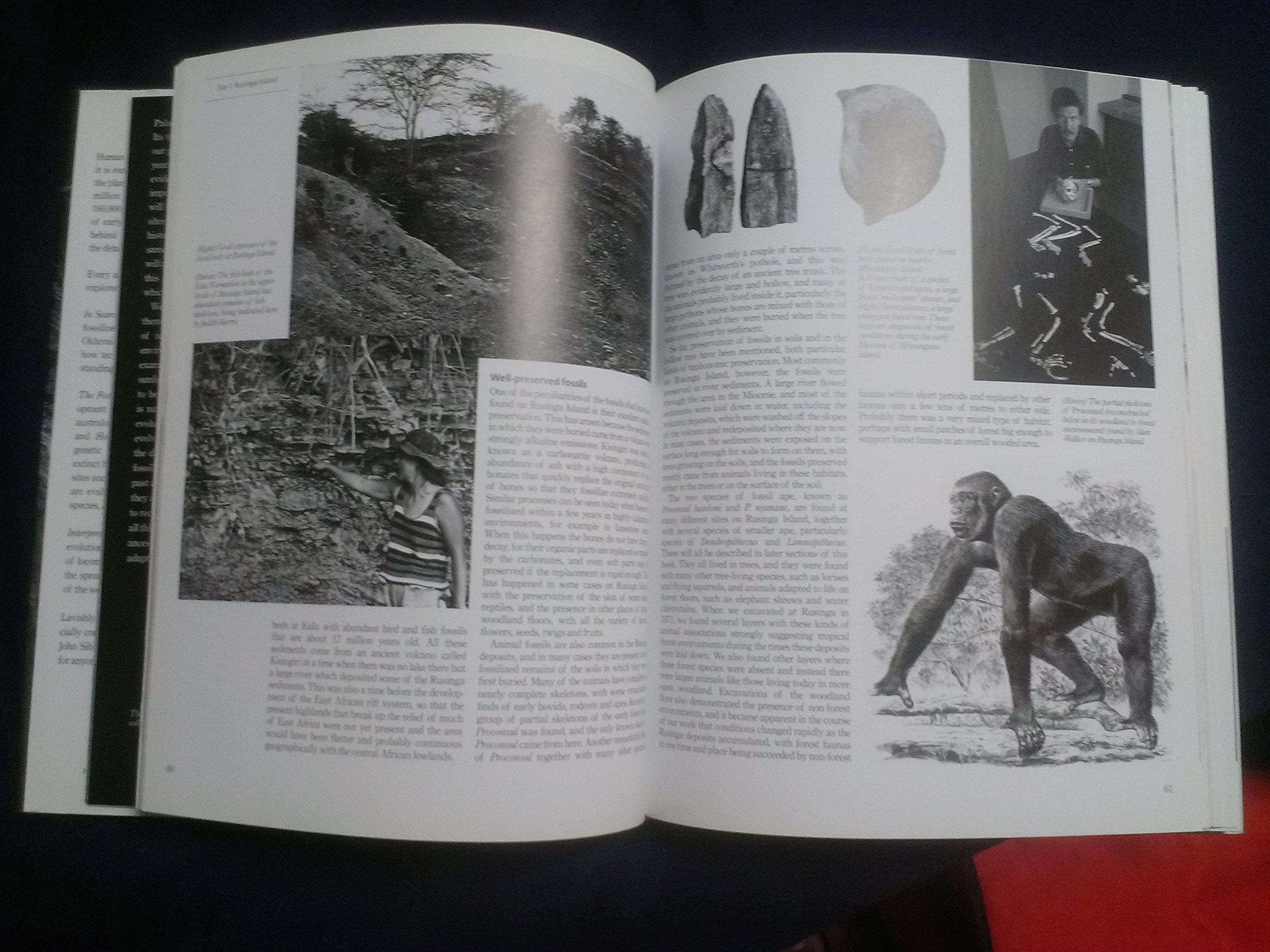 The Complete World Of Human Evolution