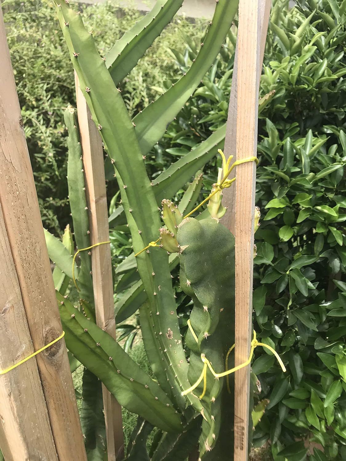 Yellow Sweet Dragon Fruit VAR. “PALORA”, Pitaya Selenicereus 7"-10" (2) Pieces