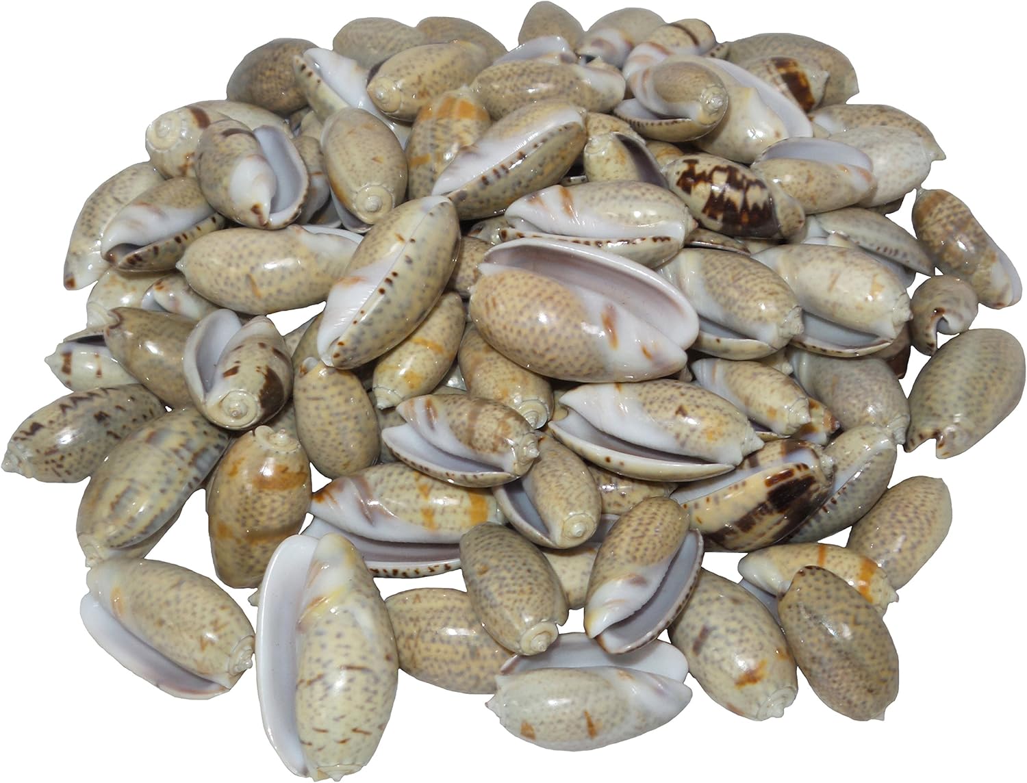 U.S. Shell Olive Shells for Home Decor